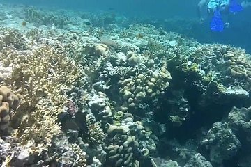 private-day-tour-of-ras-mohammed-national-park-with-snorkeling tour image 2