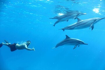 dolphin-house-snorkeling-trip-water-sports-with-lunch-hurghada tour image 1