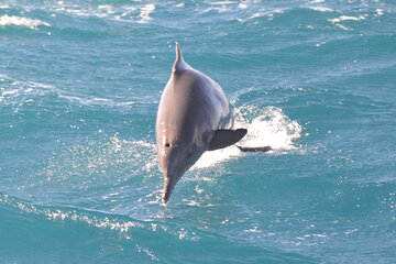 dolphin-house-snorkeling-trip-water-sports-with-lunch-hurghada tour image 2