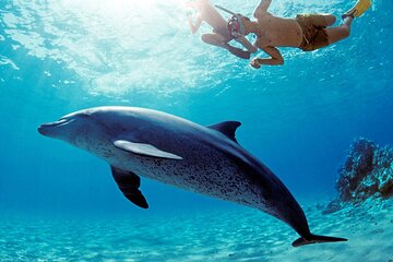dolphin-house-snorkeling-trip-water-sports-with-lunch-hurghada tour image 4