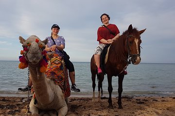 one-hour-camel-ride-at-amazing-desert-with-transfer-sharm-el-sheikh tour image 3