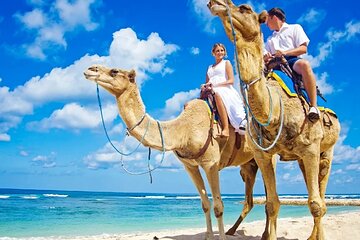 3-hours-camel-riding-desert-and-beach-with-transfer-in-marsa-alam tour image 1