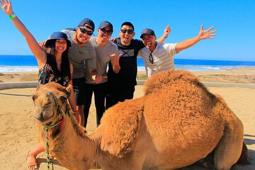 3-hours-camel-riding-desert-and-beach-with-transfer-in-marsa-alam tour image 3