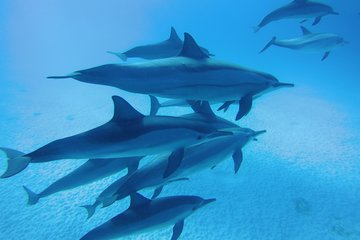swim-with-dolphins-in-satayeh-reef-snorkel-sea-excursion-marsa-alam tour image 1