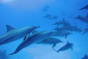 swim-with-dolphins-in-satayeh-reef-snorkel-sea-excursion-marsa-alam tour image 2