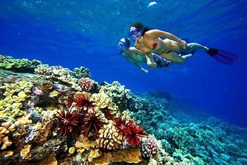 hamata-and-qulaan-islands-snorkeling-trip-from-marsa-alam tour image 3
