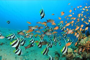 full-day-paradise-island-excursion-with-included-snorkeling tour image 3