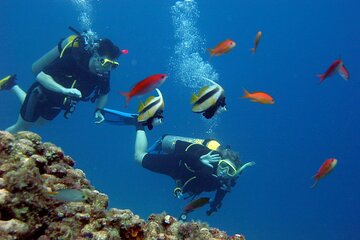 full-day-paradise-island-excursion-with-included-snorkeling tour image 4