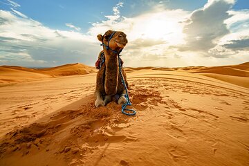 star-gazing-safari-tour-by-atv-quad-and-dinner-in-sharm-el-sheikh tour image 3