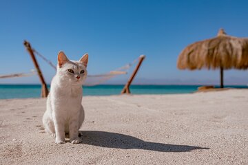 hula-hula-island-snorkeling-full-day-boat-trip-with-lunch tour image 2