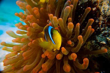 scuba-diving-trip-in-el-gouna-two-dives tour image 1