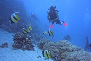 intro-diving-beginner-and-discover-red-sea-underwater tour image 1