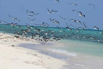 hamata-qulaan-islands-snorkeling-trip-with-lunch-marsa-alam tour image 4