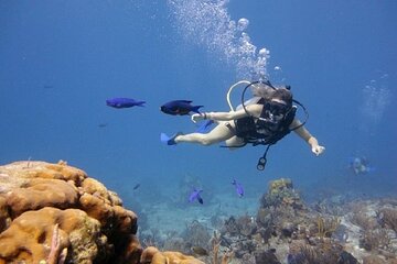 Discover Diving Beginner's Tour with Lunch – Sharm El Sheikh