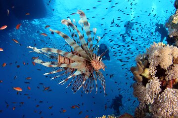 Ras Mohammed Diving & White Island Luxurious Cruise with Lunch - Gallery Image 4