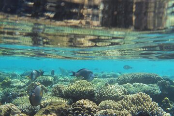 Snorkeling at Mahmya Island from Hurghada in Egypt - Gallery Image 5