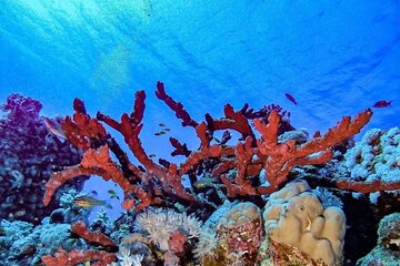 Explore Hurghada Two Thrilling Boat Dives for Certified Divers - Gallery Image 4
