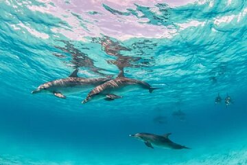 Dolphin House by Private Speedboat to Magawish Island - Hurghada - Gallery Image 2