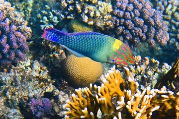 Excursion to the White Island & Ras Mohammed National Park from Sharm El Sheikh - Gallery Image 3