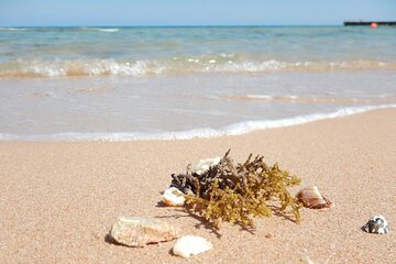 Excursion to the White Island & Ras Mohammed National Park from Sharm El Sheikh - Gallery Image 5