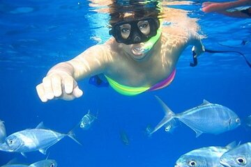 Swim with Dolphins at Samadai Reef: Sea Trip & Lunch - Marsa Alam - Gallery Image 4