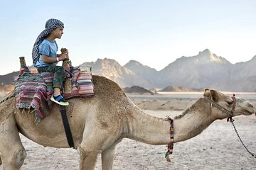 Dinner Party Super Safari Jeep, Quad & Camel Ride at Marsa Alam - Gallery Image 3