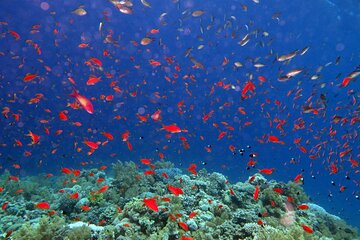 Tiran Island Snorkeling Excursion - Gallery Image 4