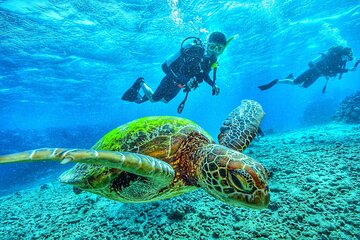 Discover Marsa Mubarak Snorkeling & Turtle House Trip- El Quseir - Gallery Image 2