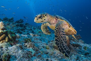 Discover Marsa Mubarak Snorkeling & Turtle House Trip- El Quseir - Gallery Image 3