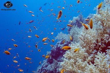 Full day diving with private guide, lunch drinks transportation - Gallery Image 4
