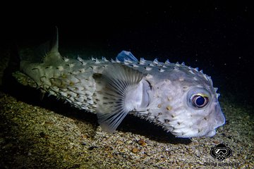 Full day diving with private guide, lunch drinks transportation - Gallery Image 5