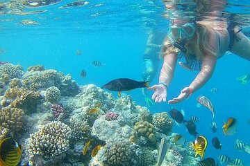Island Hopping in Orange Bay and Giftun in Hurghada - Gallery Image 4