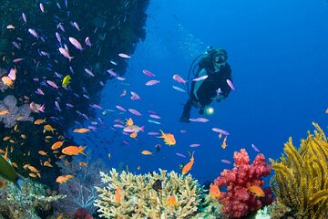 Scuba Diving Trip with Transfers & Lunch - Hurghada - Gallery Image 4