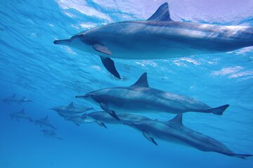 Hamata & Qulaan Islands Snorkeling Sea Trip With Lunch and Transfer - Marsa Alam - Gallery Image 2