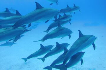 Hamata & Qulaan Islands Snorkeling Sea Trip With Lunch and Transfer - Marsa Alam - Gallery Image 3