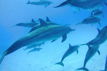 Hamata & Qulaan Islands Snorkeling Sea Trip With Lunch and Transfer - Marsa Alam - Gallery Image 4