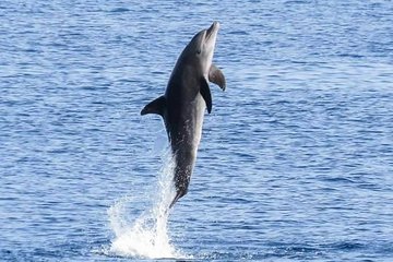 Dolphin House Royal Sea Trip with Lunch, Water Sport - Hurghada - Gallery Image 4