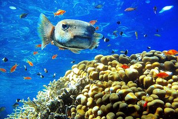 Private Day Tour of Ras Mohammed National Park with Snorkeling - Gallery Image 5
