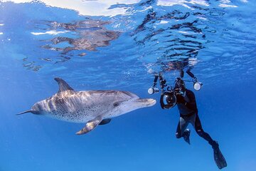 Dolphin House Snorkeling Trip & Water Sports with Lunch -Hurghada - Gallery Image 4