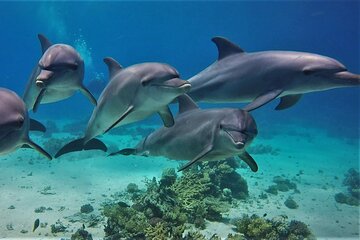 Dolphin House Snorkeling Trip & Water Sports with Lunch -Hurghada - Gallery Image 5