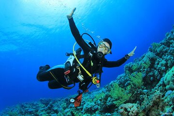 2 Dives a Comfy Boat for Certified Divers of Hurghada With Lunch - Gallery Image 5