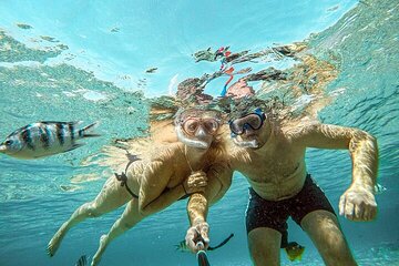 Full Day Snorkeling & Diving in Ras Mohammed National Park- sharm - Gallery Image 2
