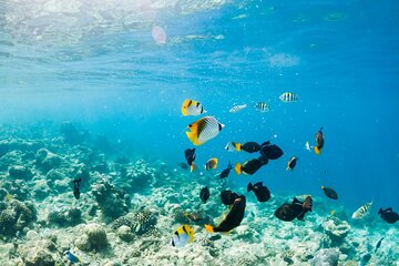 Tiran Island Full Day Snorkeling Sea trip, Lunch With Transfer - Sharm El Sheikh - Gallery Image 3