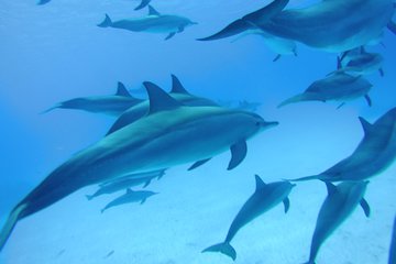 Swim with Dolphins in Satayeh Reef Snorkel Sea Excursion - Marsa Alam - Gallery Image 4