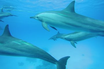 Swim with Dolphins in Satayeh Reef Snorkel Sea Excursion - Marsa Alam - Gallery Image 5