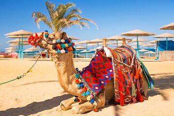 Full Day Private Shore Tour in Hurghada from Safaga Cruise Port - Gallery Image 5