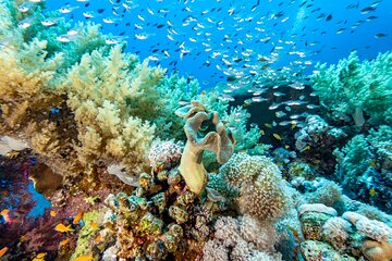Scuba Diving Trip in El Gouna Two Dives - Gallery Image 4