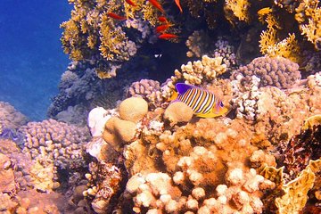 Excursion to Tiran Island by boat - Gallery Image 2
