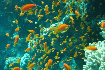 Excursion to Tiran Island by boat - Gallery Image 4