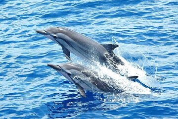 Dolphin House Snorkeling Trip + Water Sport With Lunch - Hurghada - Gallery Image 1